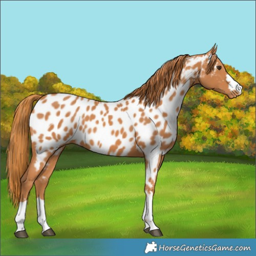 Horse Color:Chestnut Near Leopard 
