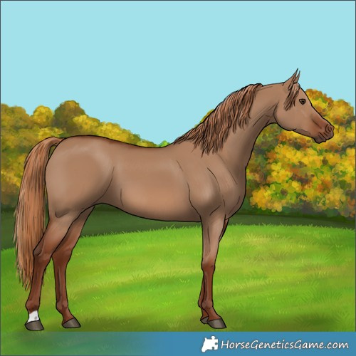 Horse Color:Red Dun 