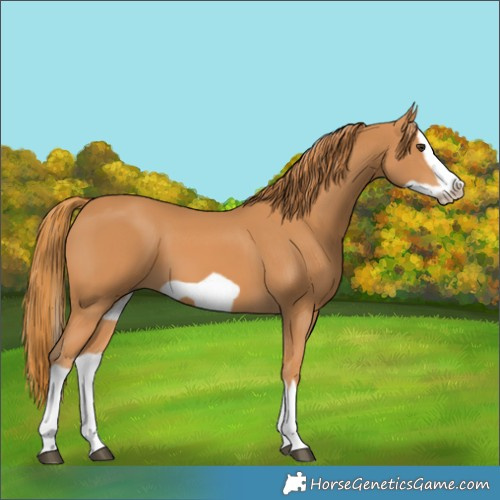 Horse Color:Chestnut Splash Frame 