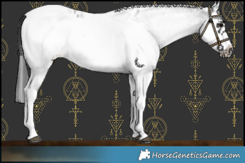 Horse Color:White Spotted Blue Roan Splash Frame Near Leopard