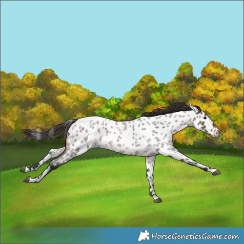 Horse Color:Brown Roan Near Leopard 