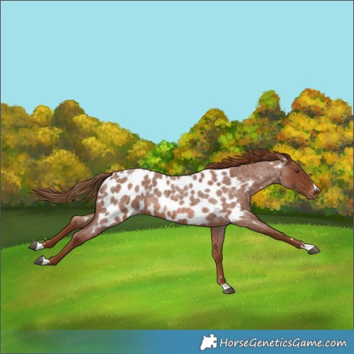 Horse Color:Red Roan Appaloosa 
