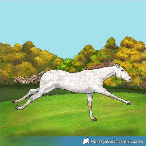 Horse Color:Red Roan Appaloosa 