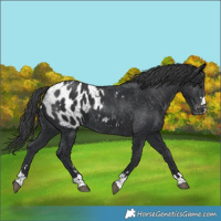 Horse Color:Black Appaloosa
