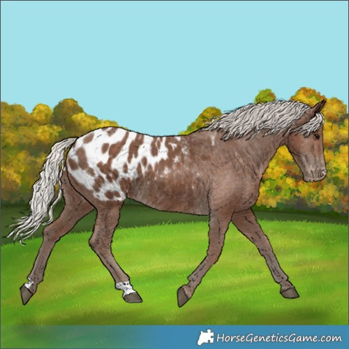Horse Color:Silver Black Blanket