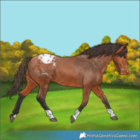 Horse Color:Bay Appaloosa