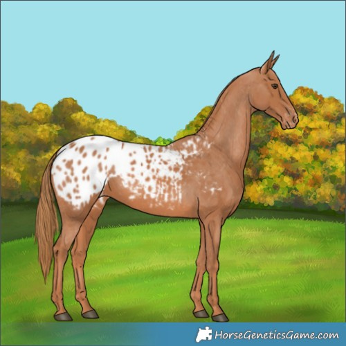 Horse Color:Chestnut Appaloosa