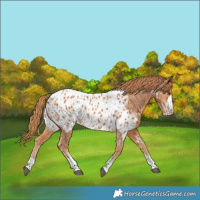 Horse Color:Chestnut Near Leopard 