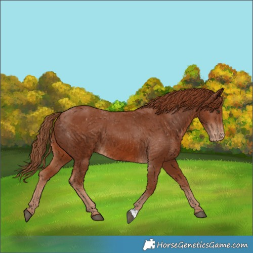 Horse Color:Chestnut Appaloosa 