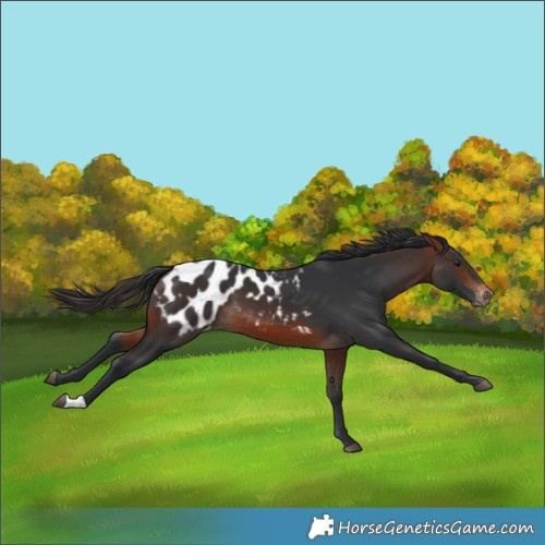 Horse Color:Brown Blanket 