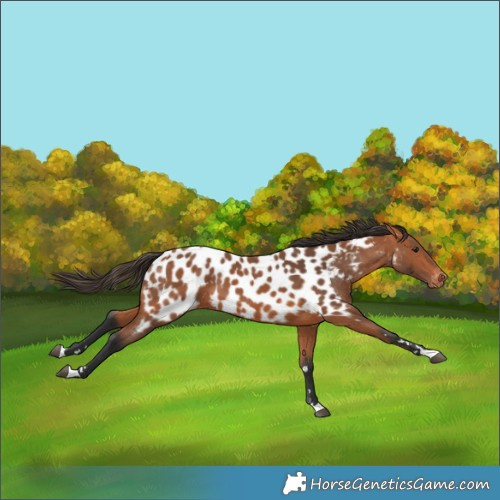 Horse Color:Bay Appaloosa 