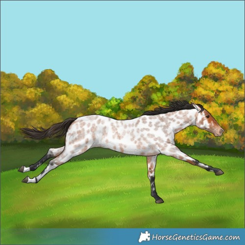 Horse Color:Bay Roan Appaloosa