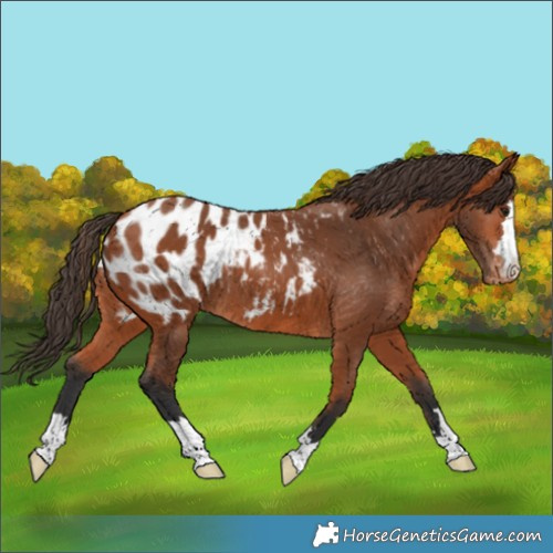 Horse Color:Bay Blanket 