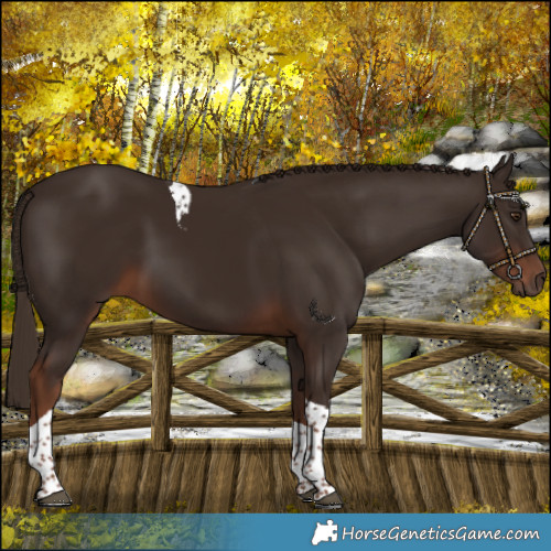 Horse Color:Liver Chestnut Tobiano