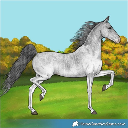 Horse Color:White Spotted Blue Roan Rabicano and White Spotted Blue Roan Rabicano