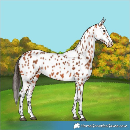 Horse Color:Bay Leopard