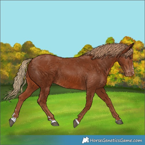 Horse Color:Chestnut Appaloosa
