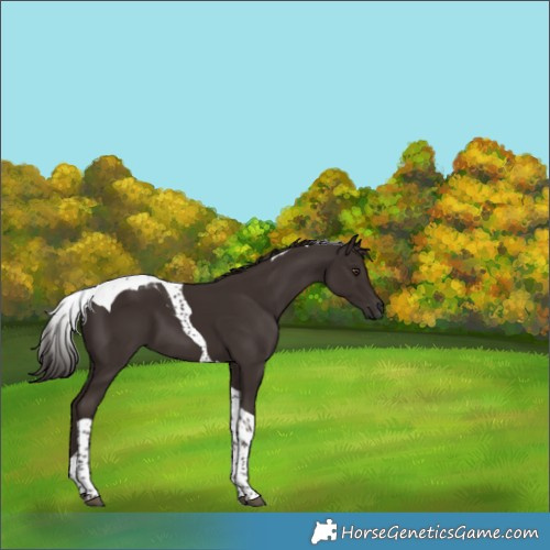 Horse Color:Liver Chestnut Tobiano 