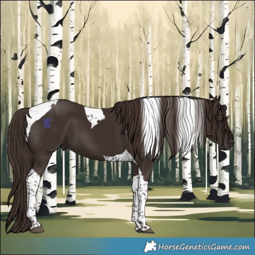 Horse Color:Liver Chestnut Tobiano 