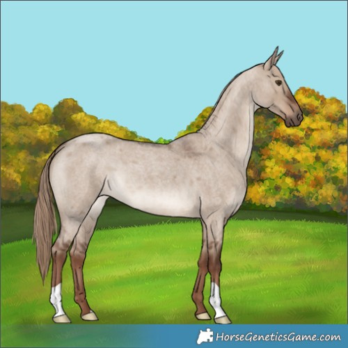 Horse Color:Liver Red Dun Roan 
