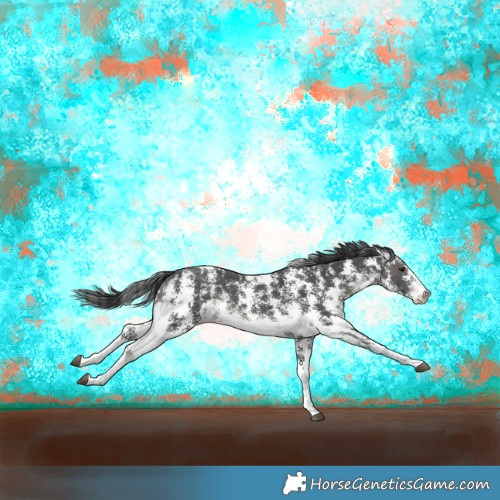 Horse Color:Black Sabino Rabicano