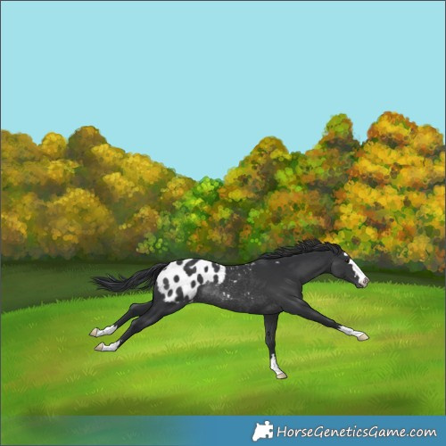 Horse Color:Black Appaloosa Rabicano