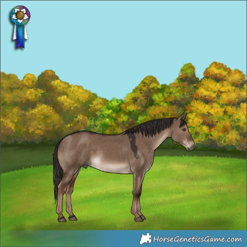 Horse Color:Liver Red Dun
