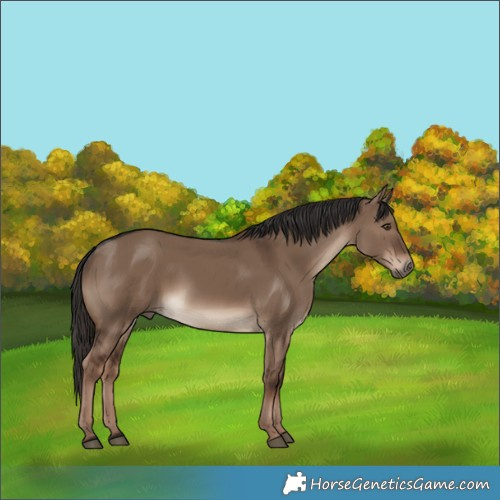 Horse Color:Liver Red Dun 