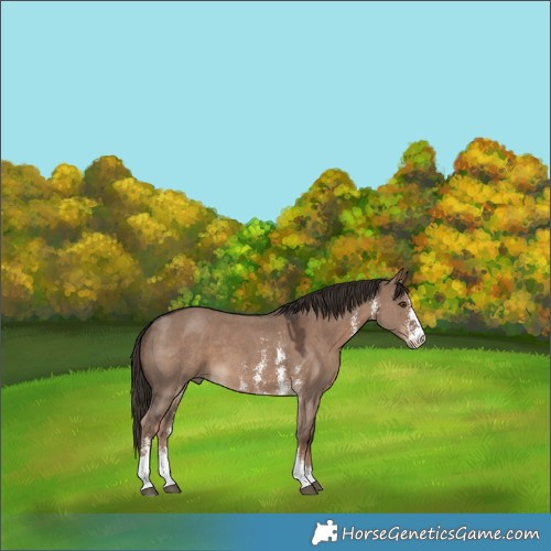 Horse Color:Liver Red Dun Sabino 