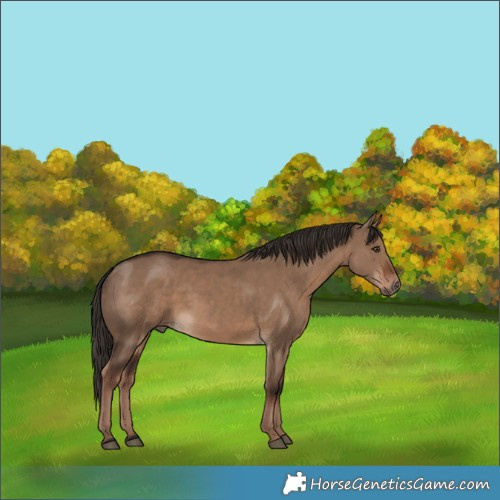 Horse Color:Liver Red Dun