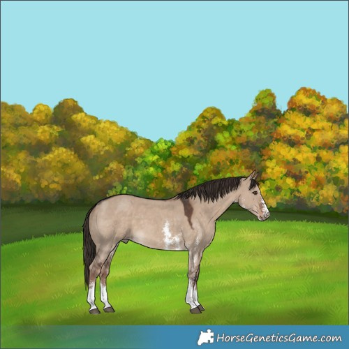 Horse Color:Liver Red Dun Sabino