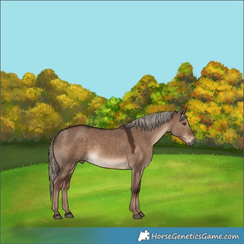 Horse Color:Liver Red Dun