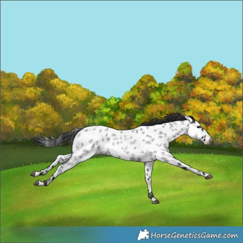 Horse Color:Brown Roan Near Leopard Rabicano 