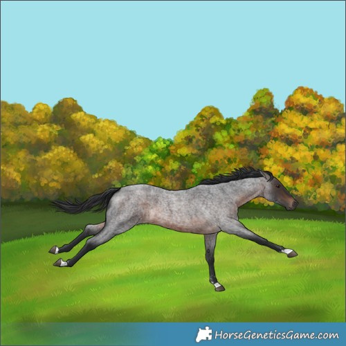 Horse Color:Brown Roan