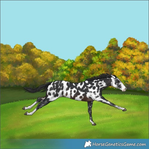 Horse Color:Brown Sabino Near Leopard 
