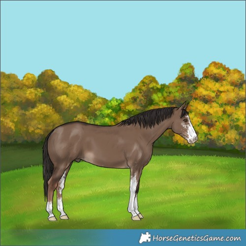 Horse Color:Liver Red Dun Sabino 