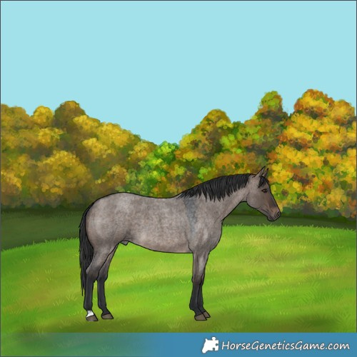 Horse Color:Brown Roan Dun