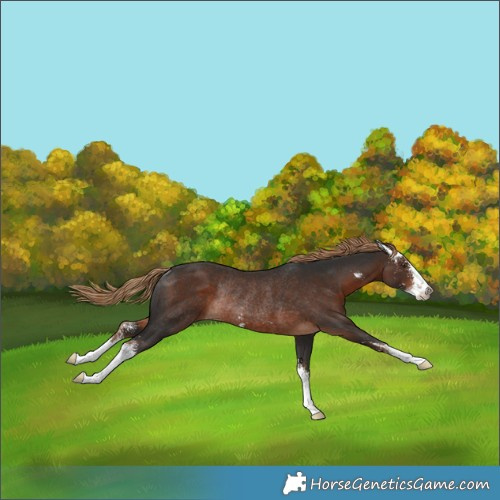 Horse Color:Liver Chestnut Sabino Rabicano