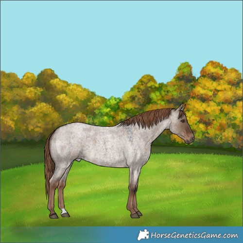 Horse Color:Liver Red Dun Roan