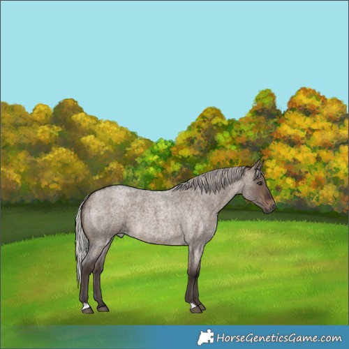 Horse Color:Silver Brown Roan Dun 