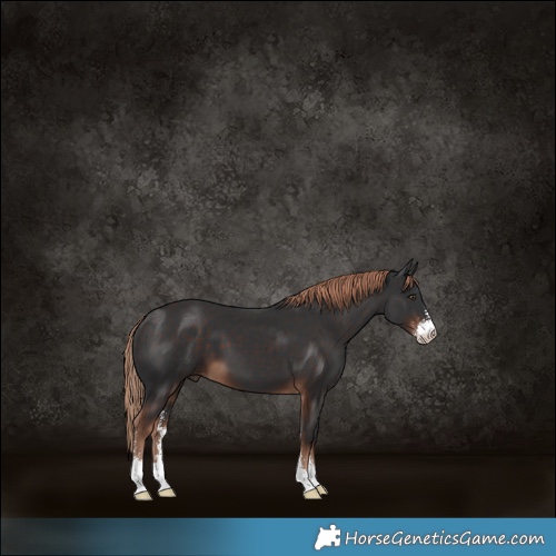 Horse Color:Liver Chestnut Sabino