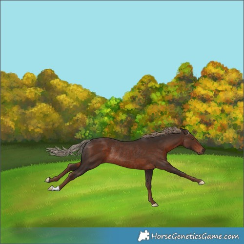 Horse Color:Liver Chestnut Rabicano