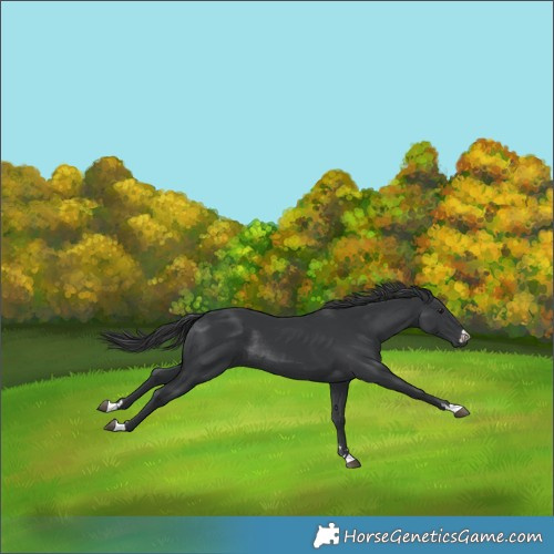 Horse Color:Black Rabicano 