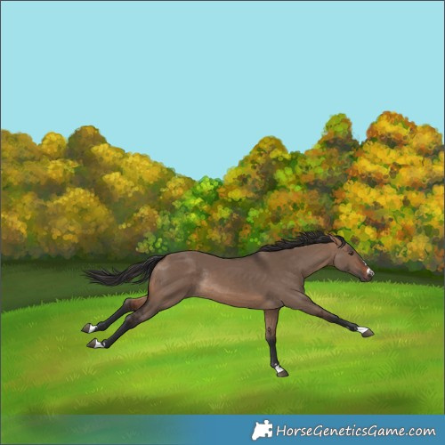 Horse Color:Brown Dun Rabicano