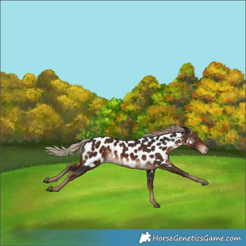 Horse Color:Liver Chestnut Near Leopard Rabicano