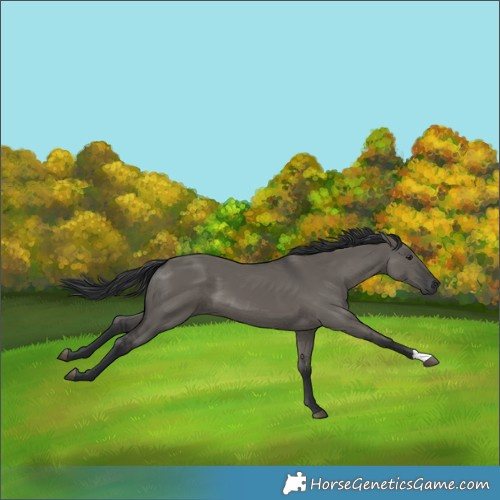 Horse Color:Grullo 