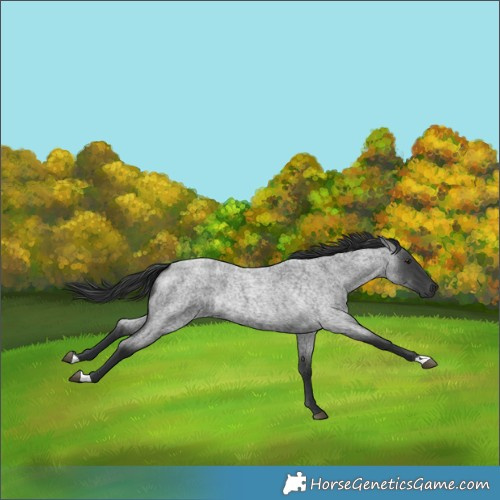 Horse Color:Blue Roan Rabicano 