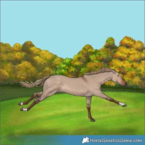 Horse Color:Liver Red Dun 