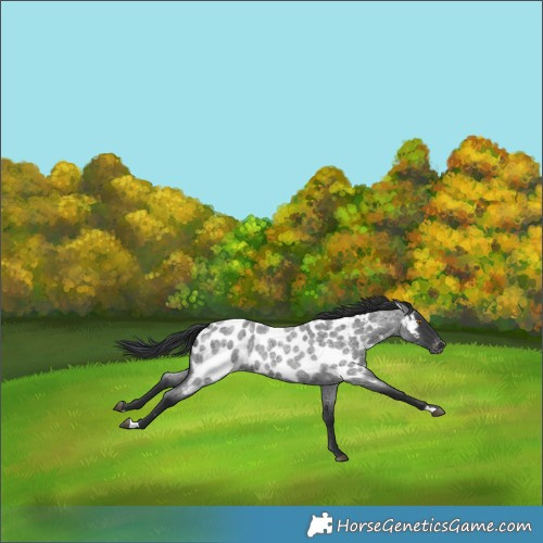 Horse Color:Blue Roan Near Leopard 