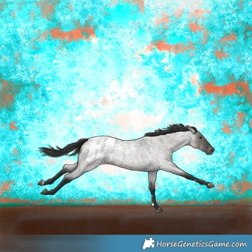 Horse Color:Grullo Roan Blanket